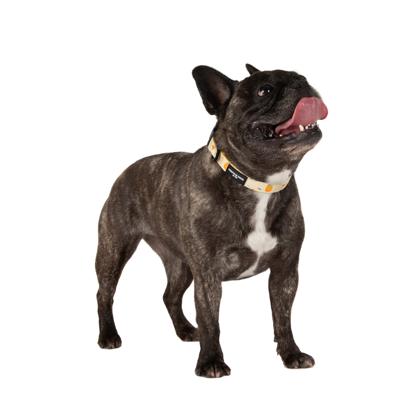 Dog Collar: Bee my Honey