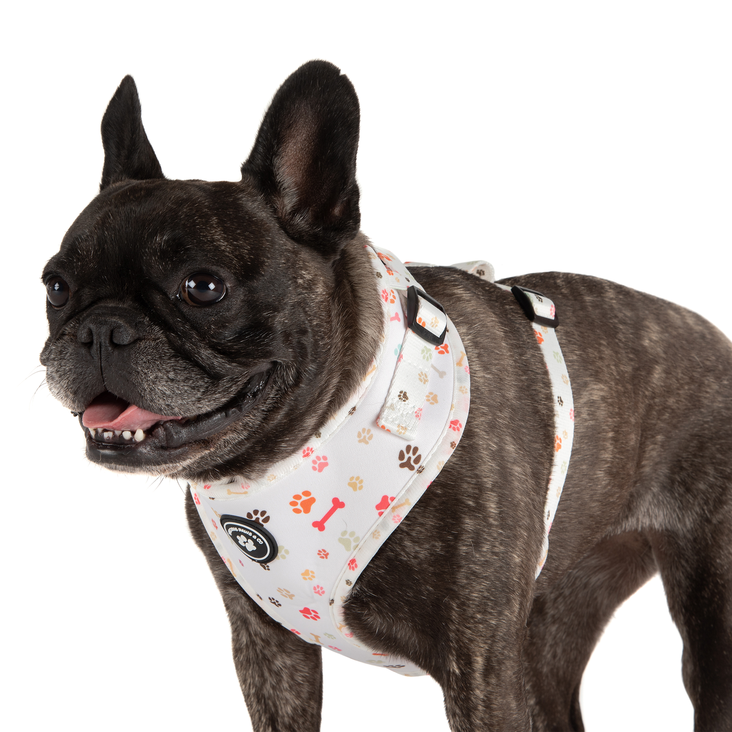 Dog Harness + Lead Set: Gimme Five