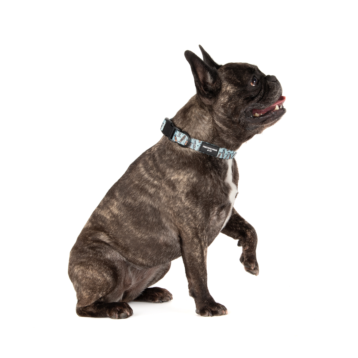 Dog Collar: Skater Vibes
