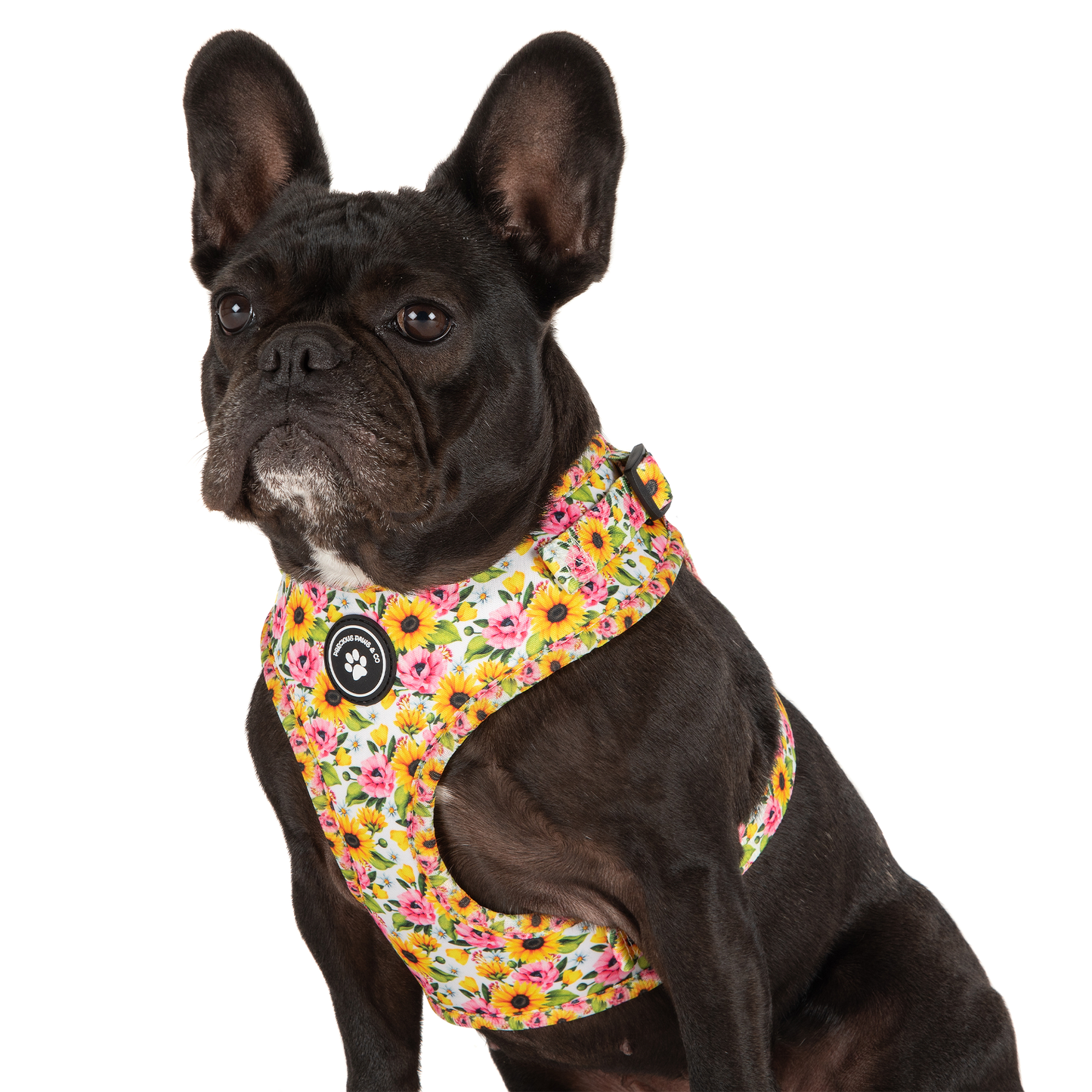 Dog Harness + Lead Set: Everlasting Love