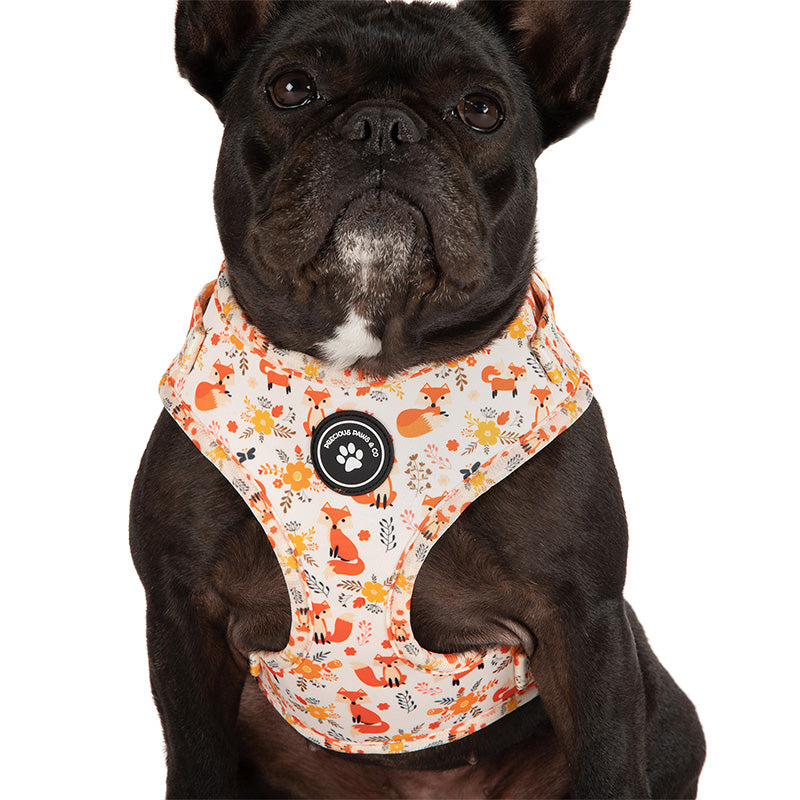 dog in dog harness with foxes