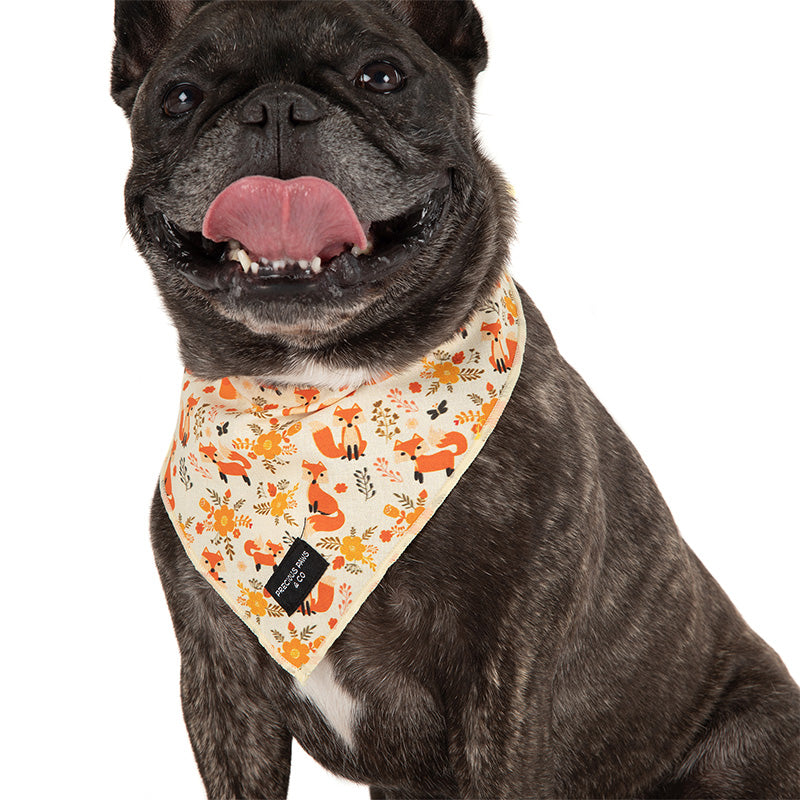 dog-wearing-dog-bandana-with-orange-foxes