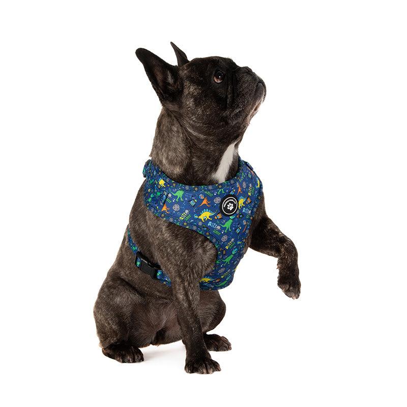 dog wearing dog harness in space with dinosaurs