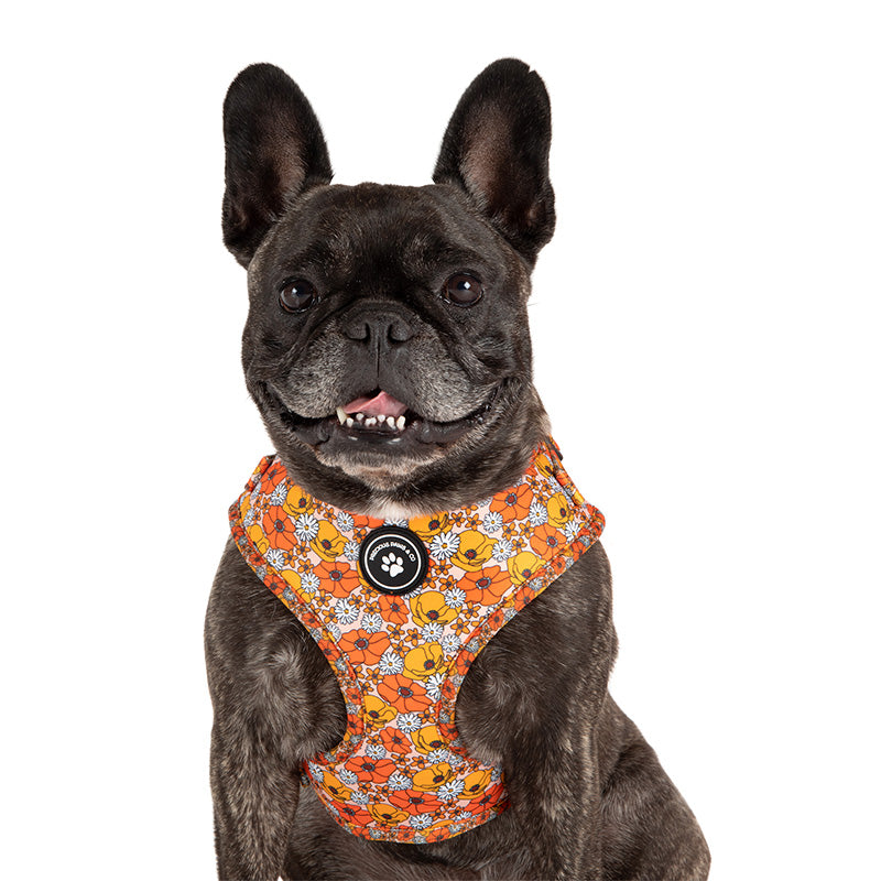 dog wearing dog harness with orange flowers 70's