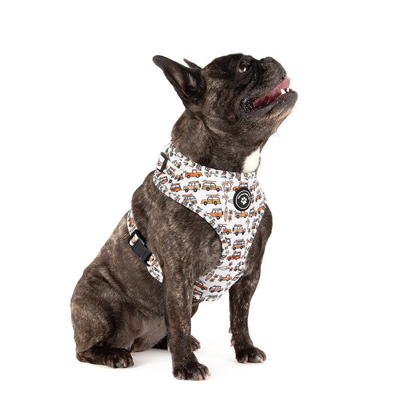 dog wearing dog harness with orange vans