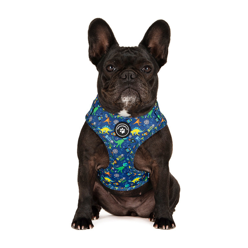dog wearing dog harness with space dinosaurs