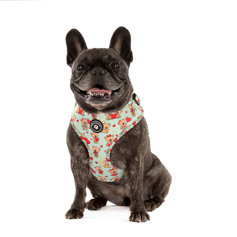 dog wearing dog harness with teddy bears