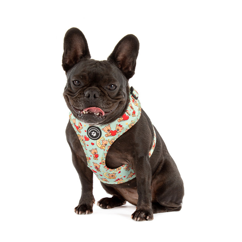 dog wearing green dog harness with teddy bears