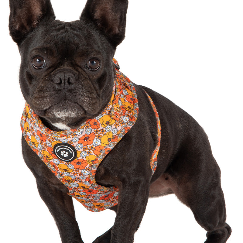 dog wearing orange flower dog harness