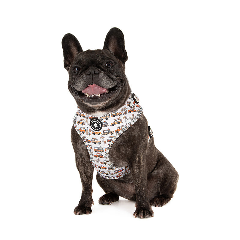 dog wearing orange vans dog harness