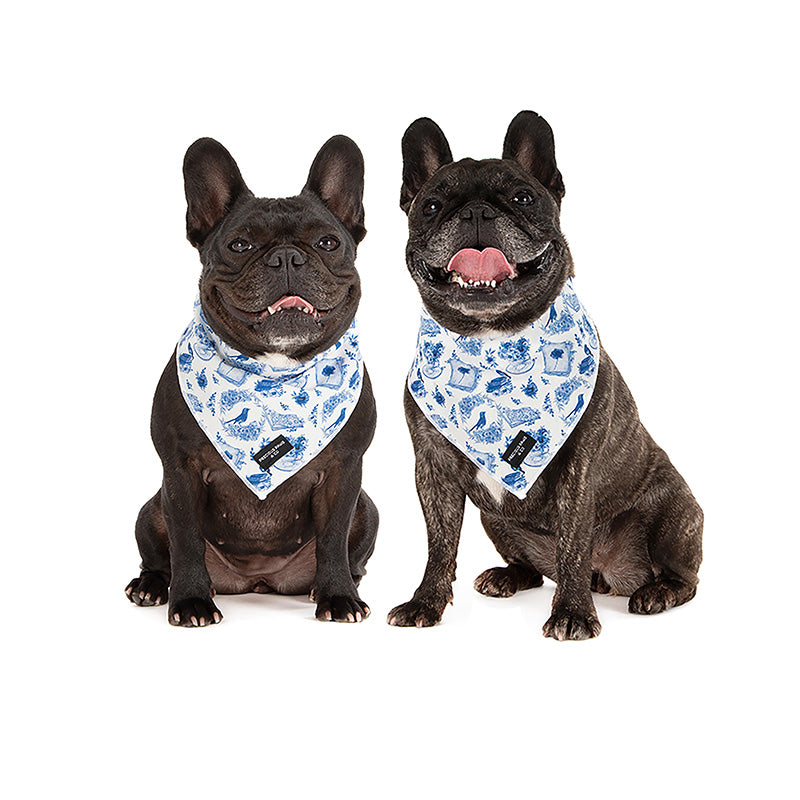 dogs wearing bluebird dog bandanas
