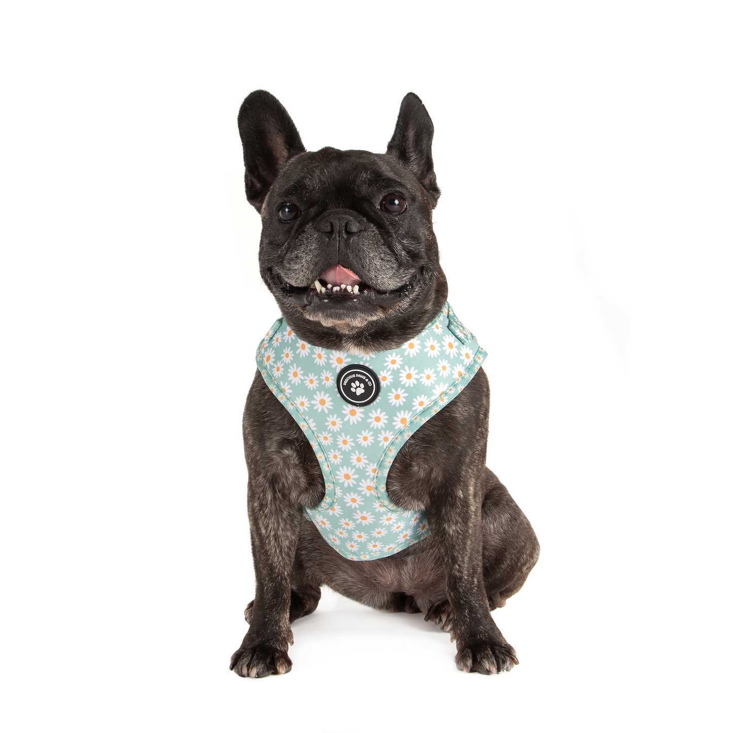 Dog Harness + Lead Set: Cover me in Daisies