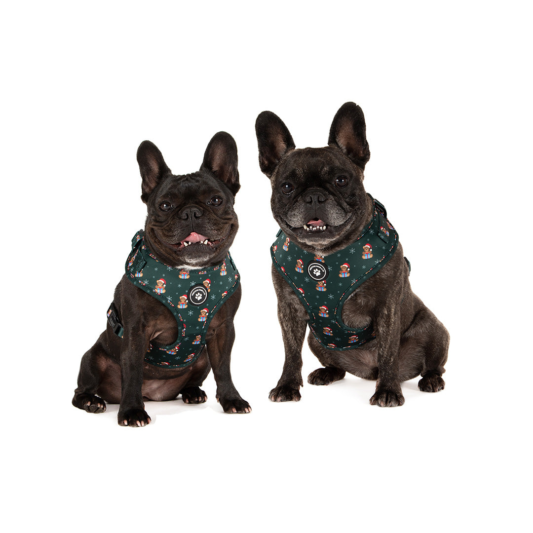 Dog Harness: Beary Christmas