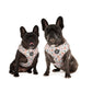 dogs wearing grey christmas dog harness with reindeers and santa claus