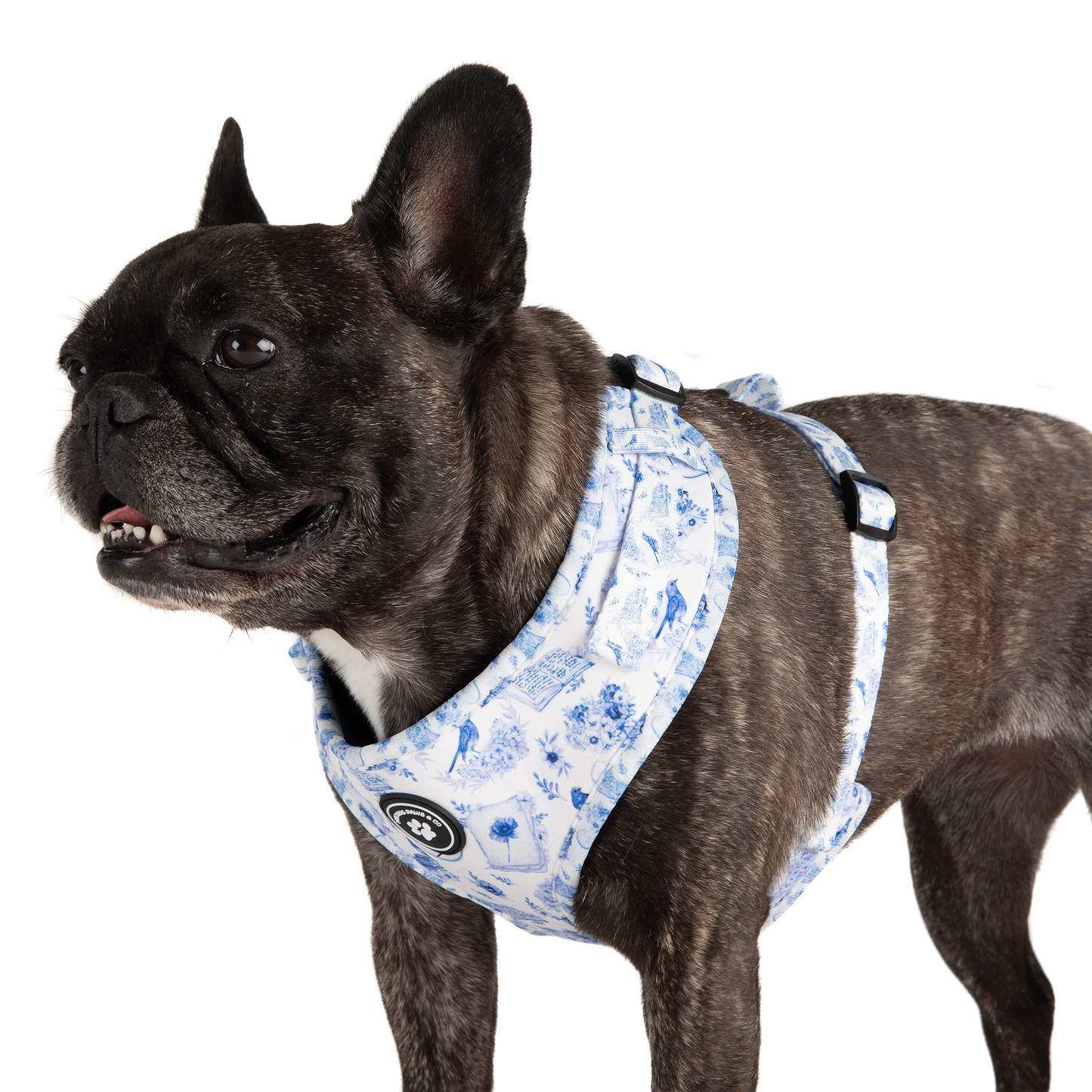 Dog Harness + Lead Set: Harbinger of Happiness
