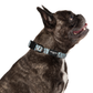 Dog Collar: Skater Vibes