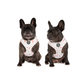 Dog Harness + Lead Set: Gimme Five