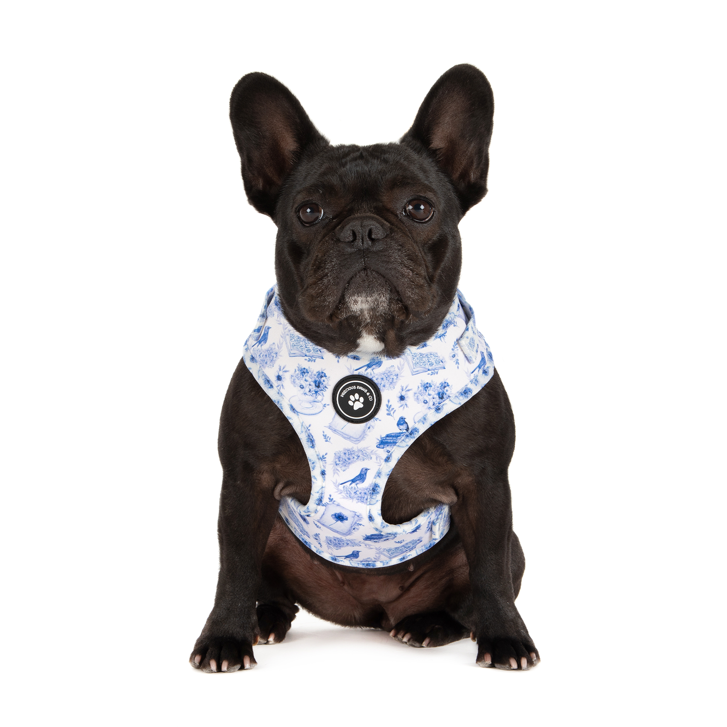 Dog Harness + Lead Set: Harbinger of Happiness