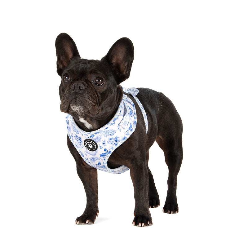 dog in bluebird dog harness