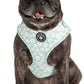 dog in dog harness with daisies