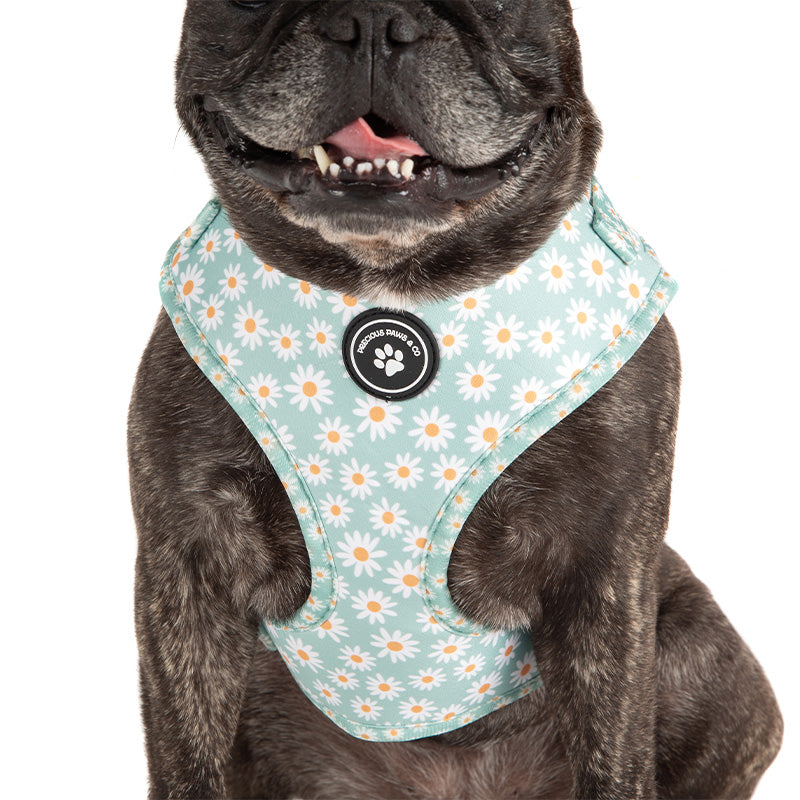 dog in dog harness with daisies