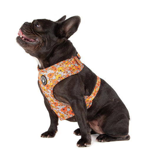 dog in dog harness with orange flowers