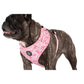dog in dog harness with pink flamingos