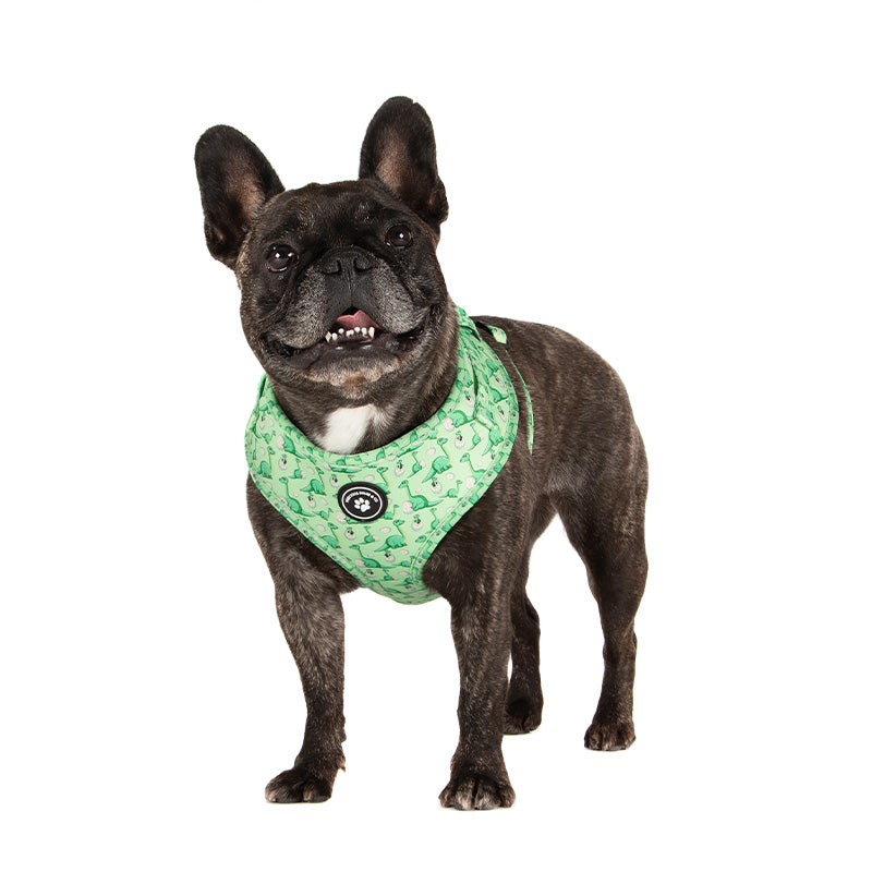 dog in green dinosaur dog harness