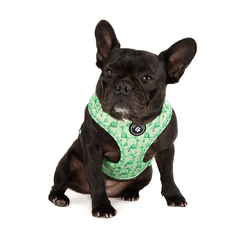dog in green dog harness with dinosaurs