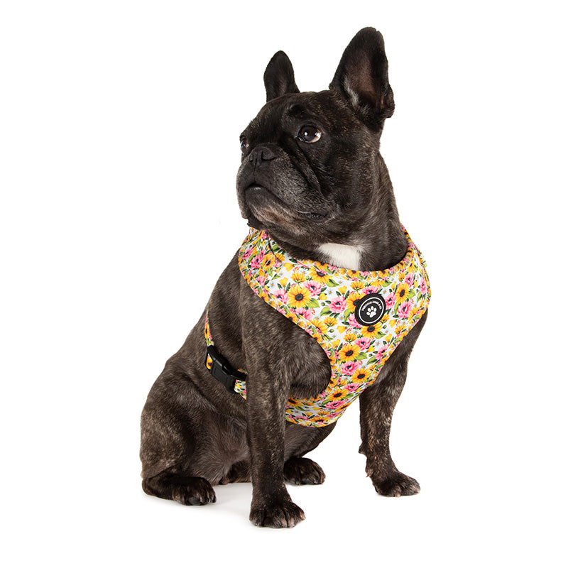dog in sunflower dog harness