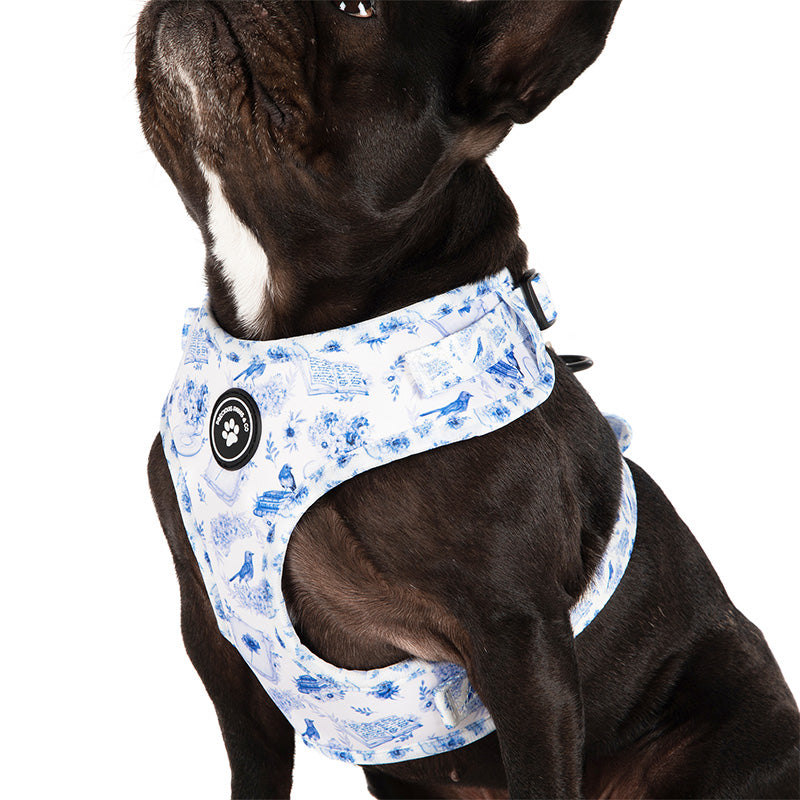 dog wearing bluebirds dog harness