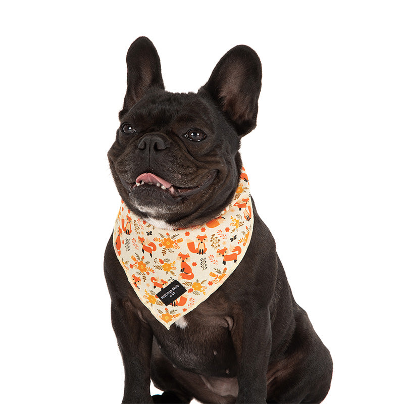 dog-wearing-dog-bandana-with-foxes