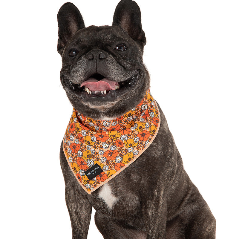 dog wearing dog bandana with orange flowers