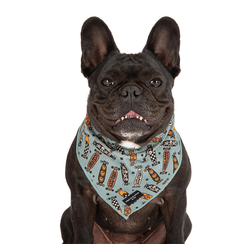 dog wearing dog bandana with skateboards