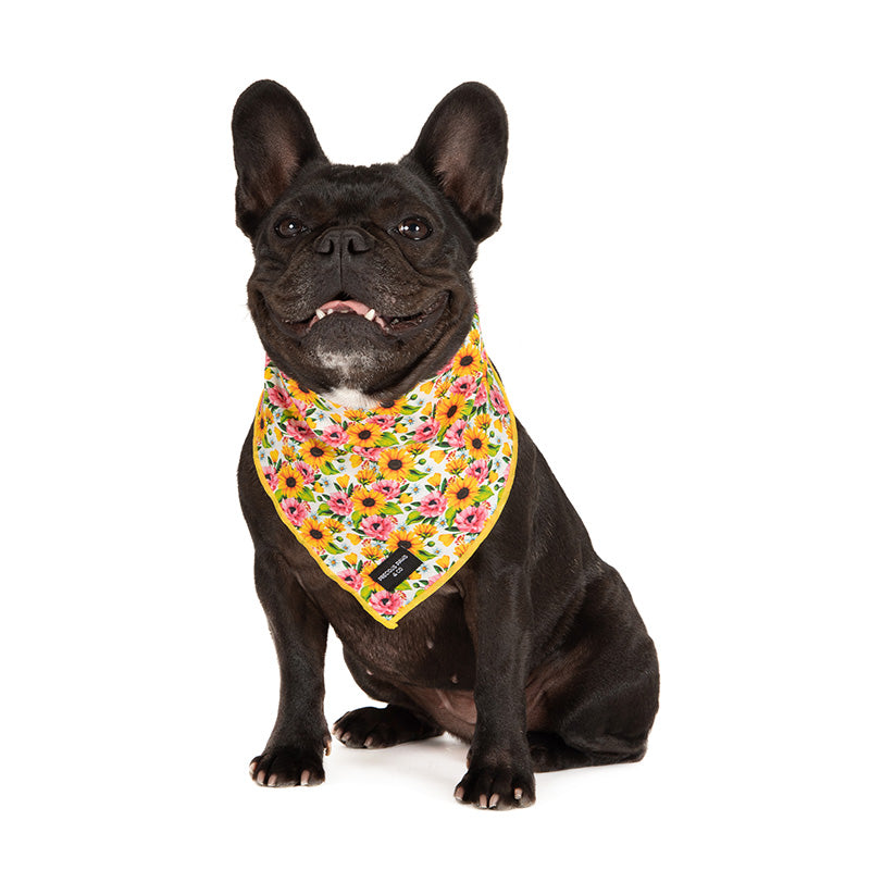 dog wearing dog bandana with sunflowers