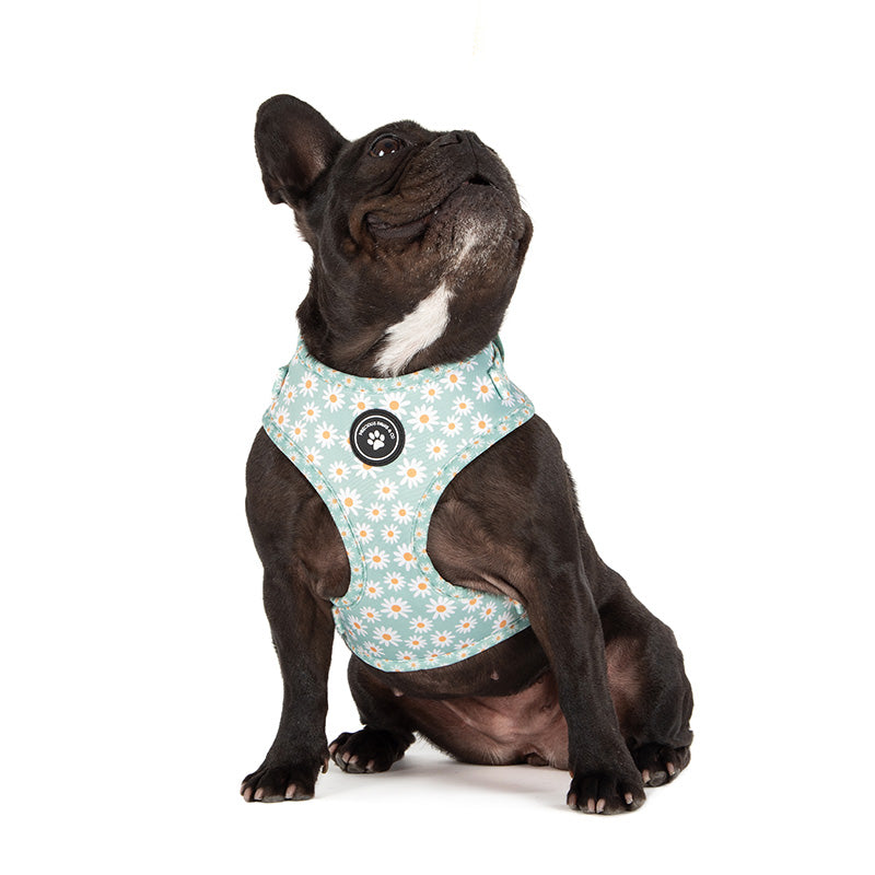 dog wearing dog harness with daisies