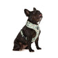dog wearing dog harness with eiffel towers