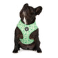dog wearing dog harness with green dinosaurs