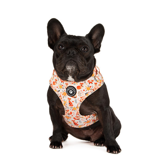 dog wearing dog harness with orange foxes