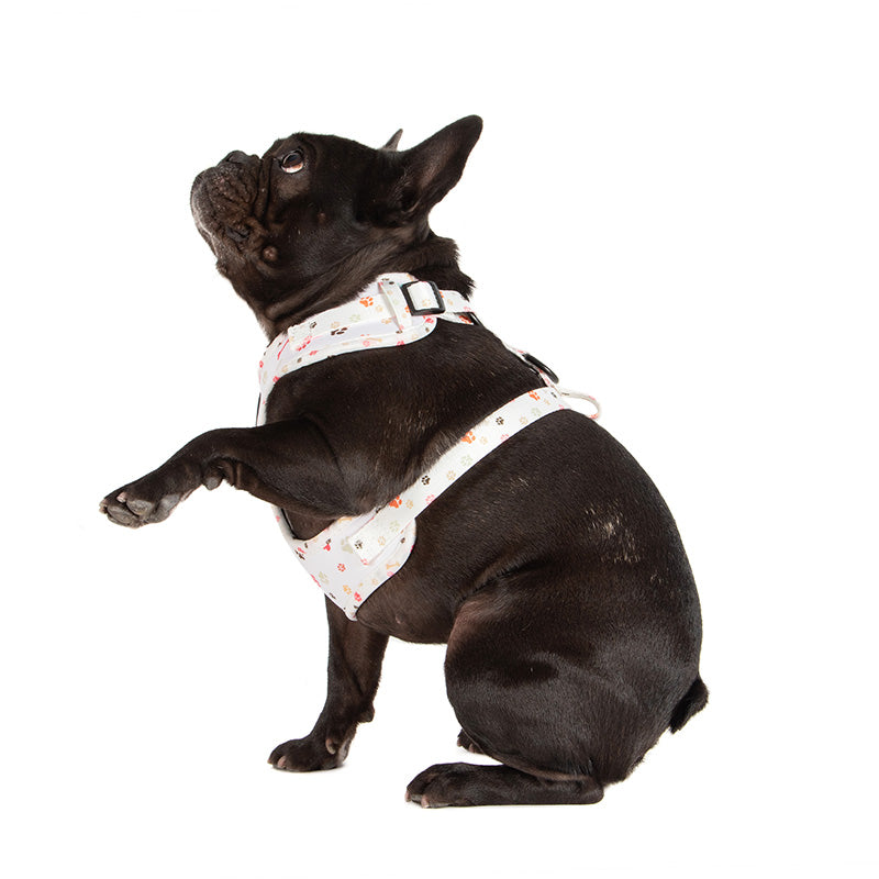 dog wearing dog harness with paw prints