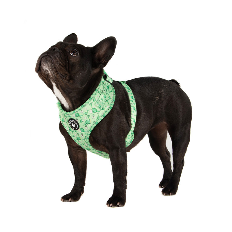 dog wearing green dinosaur dog harness