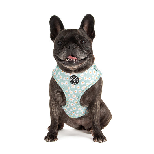 dog wearing green dog harness with daisies