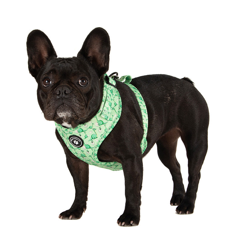 dog wearing green dog harness with dinosaurs
