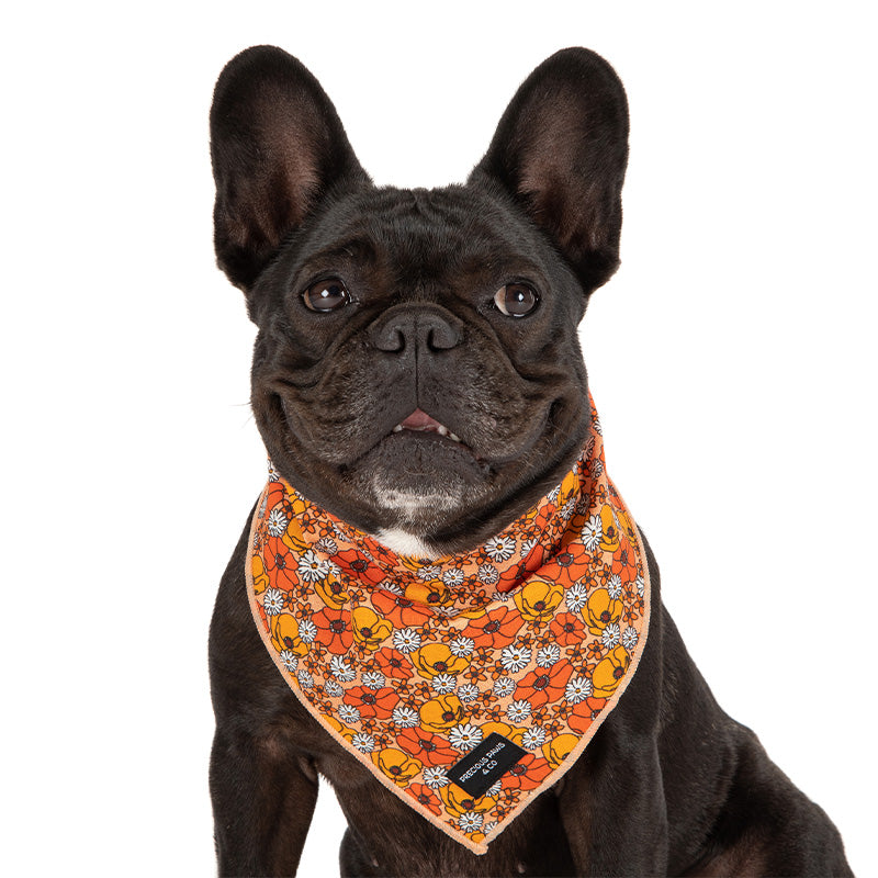 dog wearing orange flower dog bandana