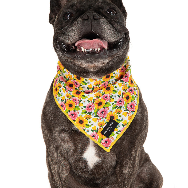 Sunflower bandana for dogs cheap