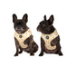dogs in dog harness with honey and bees