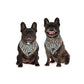 dogs wearing blue bandana with skateboards