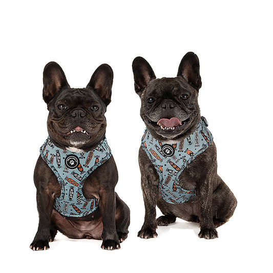 dogs wearing blue dog harness with skateboards