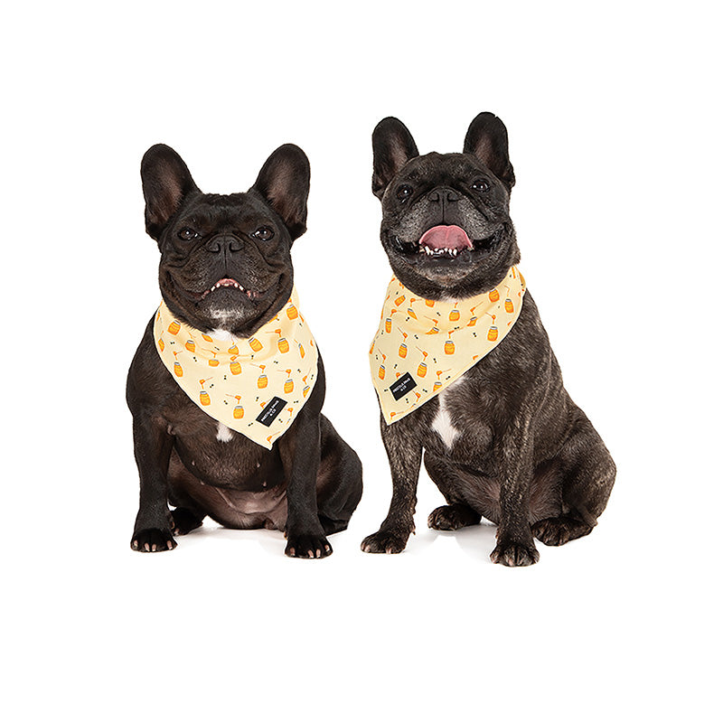 dog wearing dog bandana with bees