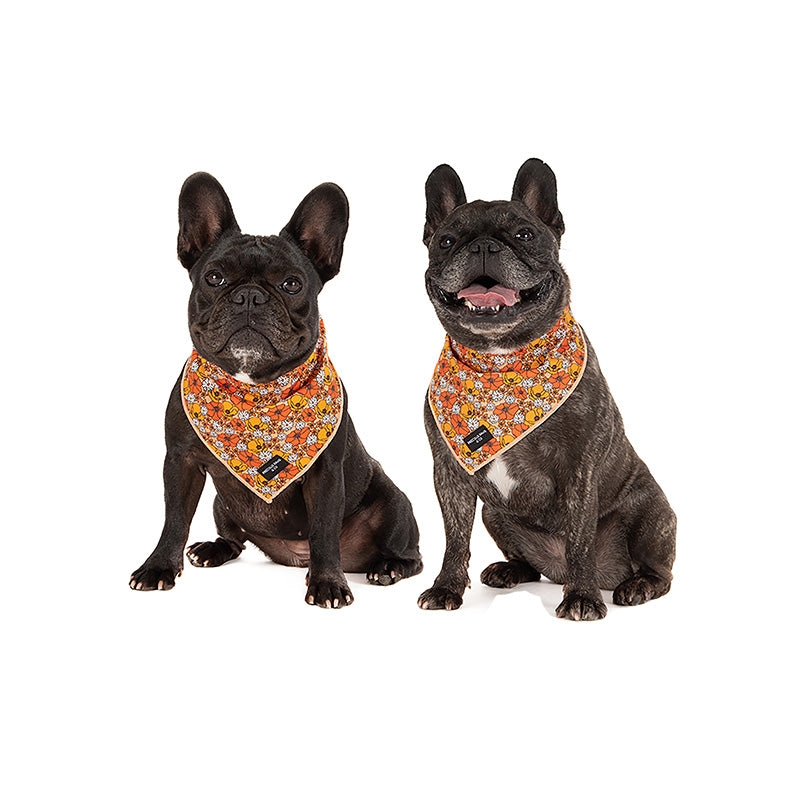 dogs wearing orange flower bandana